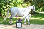203-DHI_CHILLI_START-Sophie_Hodgson-WEDTrotUp+DR portfolio