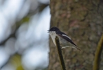 Pied Flycatcher