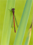 Large Red Damselfly
