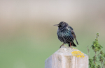 Starling - Sturnus vulgaris