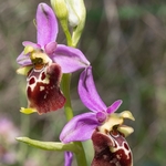Apulian Ophrys (Ophrys fuciflora ssp apulica  also O. holoserica ssp apulica and O. apulica)