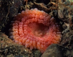 Capnea sanguinea