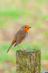 Robin Erithacus rubecula4973