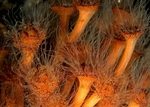 Sagartia lacerata