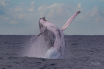 Humpback Ballet 4. 0A3A1165