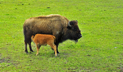 Animals portfolio