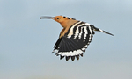Hoopoe