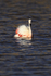 Chilean Flamingo on dark water, Machuca, Chile