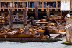 Sea Lions and Seals portfolio