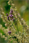 Verbena hastata