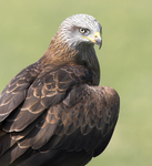 Black Kite Portrait