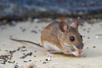 Garden Mouse