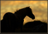 Dartmoor Pony