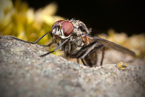Anthomyiid Flies