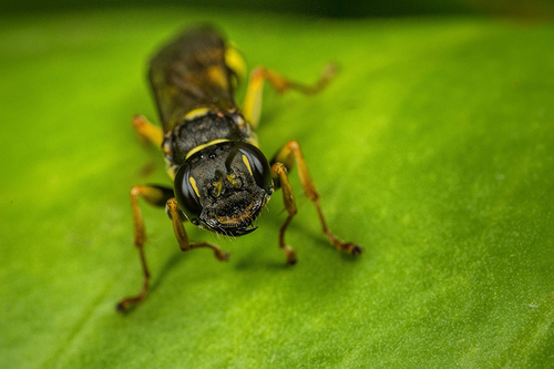 A female [i]Mellinus arvensis[/i] digger wasp. Note facial markings. Staffordshire garden, August 2015.