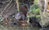 Otter