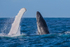 0A3A4035. Mum and Calf 1