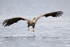 Sea Eagle low over water, Flatanger, Norway