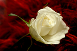Flowers Set 03 - 03