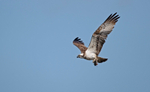 Osprey - Pandion halia...