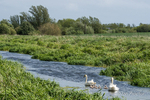 Mute Swans & Cygnets - Broad Water 2020 - No.6