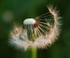 Dandelion seed head