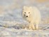 Arctic Fox (white) running, Svalbard, Norway