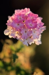 Verbena1