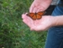 Monarch butterfly (Cape May, USA)