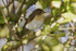 Red Breasted Flycatcher