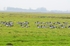 Barnacle Geese