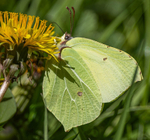 Common Brimstone