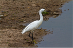 Large Egret