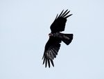 Chough