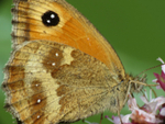 Gatekeeper Close Up