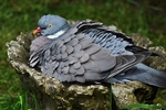 Pigeon Bath