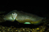 Cuttlefish