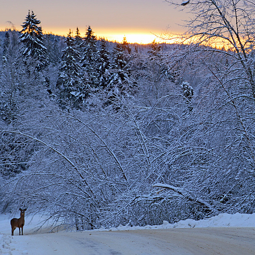 A lone deer monitors the activity along a country road.