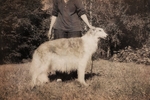 Miskat Tzarevna