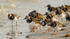 Ruddy Turnstones