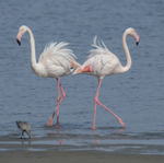 Greater Flamingo with Little Stint?