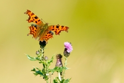 Comma