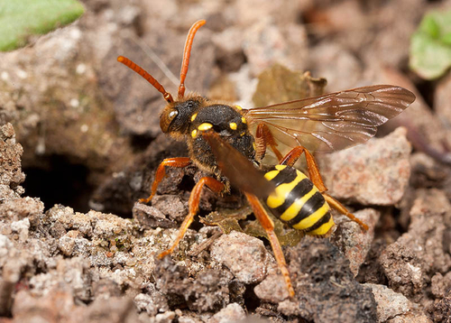 [i]Nomada goodeniana[/i] investigating an [i]Andrena nigroaenea[/i] burrow. Warwickshire, May 2012.