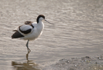 Avocet