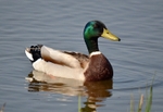 Mallard