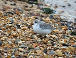 Sanderling
