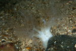 Neopentadactyla mixta
