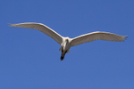 Great Egret flying, Gatorland, Florida