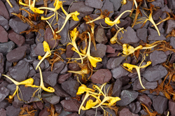 Close Up & Still Life portfolio