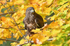 Common Buzzard